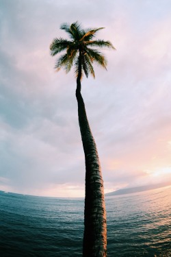 sassafranski:  palm 