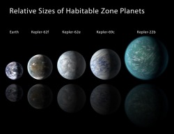 thecosmosmadeconscious:  Relative sizes of Kepler habitable zone