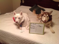 dogshaming:  I’m feeling flossy  Apparently Sasha decided to