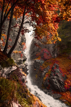 woodendreams:  (by Marco Carmassi)