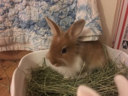 morning-bunny:  Little Star attempts “bunny ears” Sam