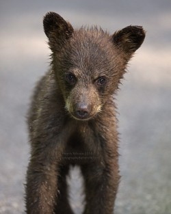 llbwwb:   (via Young and Sooo Cute by Henrik Nilsson / 500px)