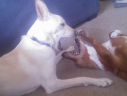 They crack me up when they play. Marley pretends he gets hurt