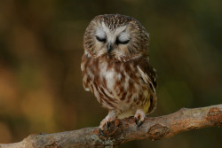 vurtual:  Sleepy Saw-whet Owl (by Alex Thomson) 