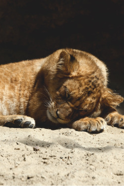 inceration:  captvinvanity:  Baby Lion | Photographer | CV  Following