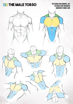 dustydrell:  anatoref: Simplified Anatomy by Mamoon26 Yassss