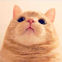 awwww-cute:  When you accidentally open your front facing camera