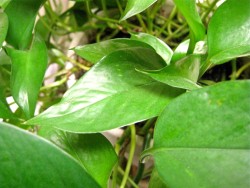 thepoisondiaries:  Poisonous Winter plant - Devil’s Ivy…
