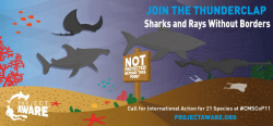 sharkhugger:  Sharks & Rays Without Borders Although several