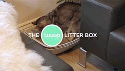sizvideos:  Introducing the Luuup Litter Box, a three tray perpetual