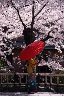 zekkei-beautiful-scenery:Cherry blossoms in Japan  Sakura  桜咲く日本