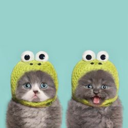 cute-overload:  Two kittens in knit frog hats are definitely