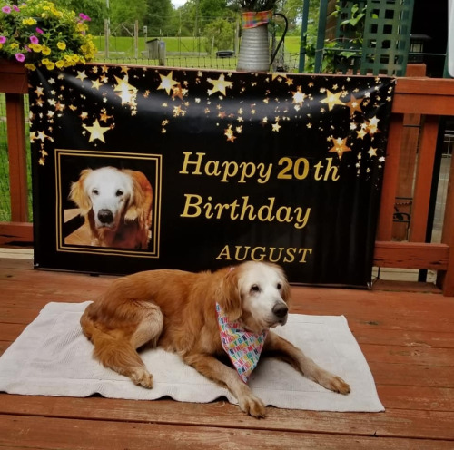 babyanimalgifs:  Meet August, officially the oldest living Golden