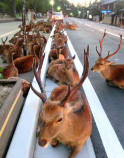 kogumarecord:  朝日新聞デジタル：奈良の夕暮れ、路上に鹿・鹿・鹿…　暑すぎて夕涼み