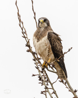 rainylak-e:  Swainson’s Hawk - Perched (by JestePhotography)