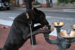 naturepunk:  Jude the wolfdog at Pioneer Square in Portland. 