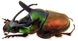 archiemcphee:  Udo Schmidt is fascinated by beetles. Now 70-years-old,