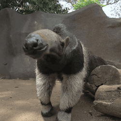 sdzoo:  The giant anteater’s sense of smell is 40x more powerful
