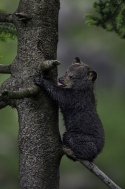 magicalnaturetour:  (via 500px / Bearly climbing… by Daniel