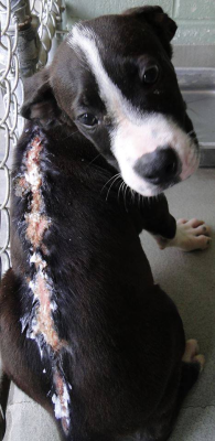 veganfemiatheist:  This Little guy needs your help! Please Reblog