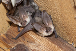 battime:  Plecotus alpinus - Alpine Long-Eared Bat Photos by