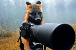 nubbsgalore: animal photographers. photos by (click pic or link