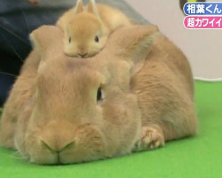 cute-overload:  A bunny with a bunny hathttp://cute-overload.tumblr.com