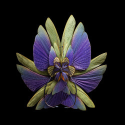 itscolossal:  More here: Blooms of Insect Wings Created by Photographer