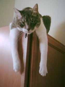 mostlycatsmostly:  Tony Iommi just hanging out   (submitted by