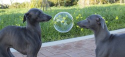 6qubed:  sexhaver: two sick horses evaluating an orb “it floats”