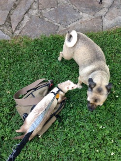 stringmouse:  Dermott had a busy day yesterday. We met a doggie,