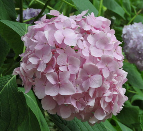 ps1:Hydrangea macrophylla