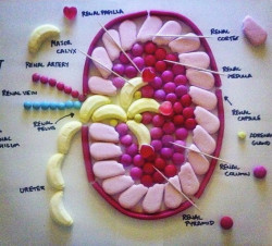 moshita:  Candy Anatomy Mike McCormick is a medical student at