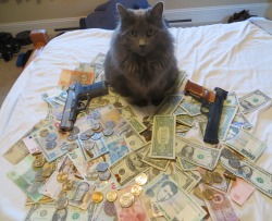 cashcats.biz