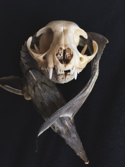 roadkillandcrows:Cat skull and preserved sterlet.