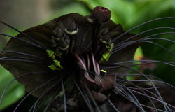 gothiccharmschool:  Black Bat flower!  thesweetestspit:    This