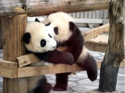 facelessandbrighteyed:  friggin baby pandas!!! <3<3<3