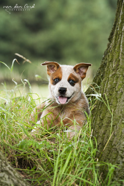 handsomedogs:   Ain’t I pretty? / / Lieke van den Oord   