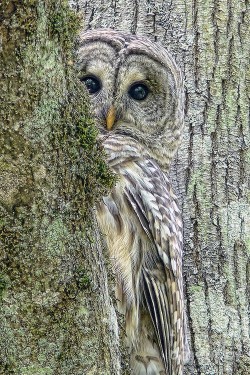 wonderous-world:  Barred Owl Peek A Boo by Jennie Marie Schell