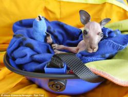 magicalnaturetour:  Blue Gum the baby kangaroo bounces back to
