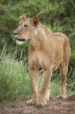 h4ilstorm:  Lioness (Samburu National Reserve) (by Alex Voets)