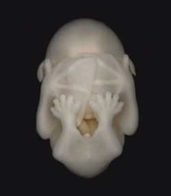 sixpenceee:  This is a bat embryo (Source)