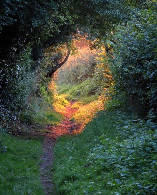 amazinglybeautifulphotography:Magical Golden Hour, Shropshire,