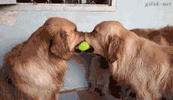 doggosource: when you just want everyone to get along