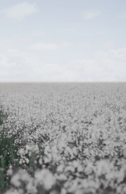 totallytransparent:  Semi Transparent Field of Flowers (flowers