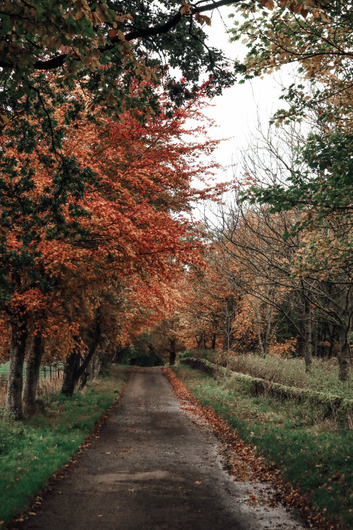 thevisualvamp:  bluereevesphotography:  Falkland, Fife    Follow