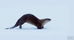 loopedgifs:  Otter Slide 