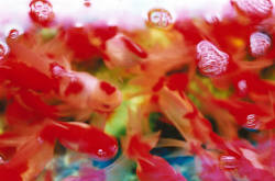 mustiest:Mika Ninagawa - Liquid Dreams [x]