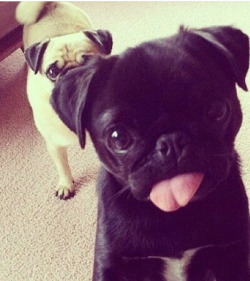 Pug 😍