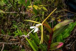 orquidofilia:  Epidendrum sp. (Group Nocturnum), in situ,   Bosque